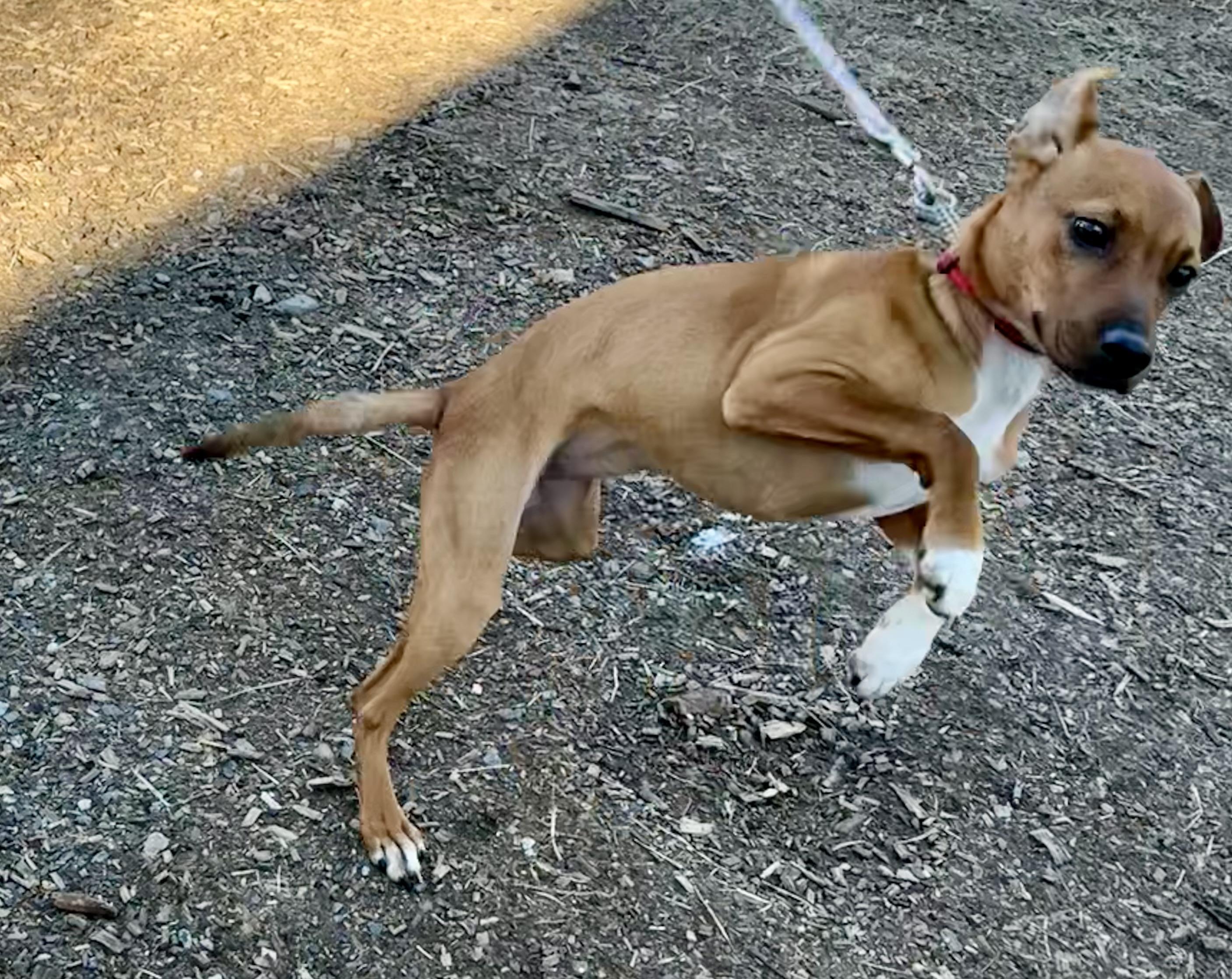 Enlarge Sunny, a ADOPTABLE mixed breed in Wanaque, NJ image 3/4