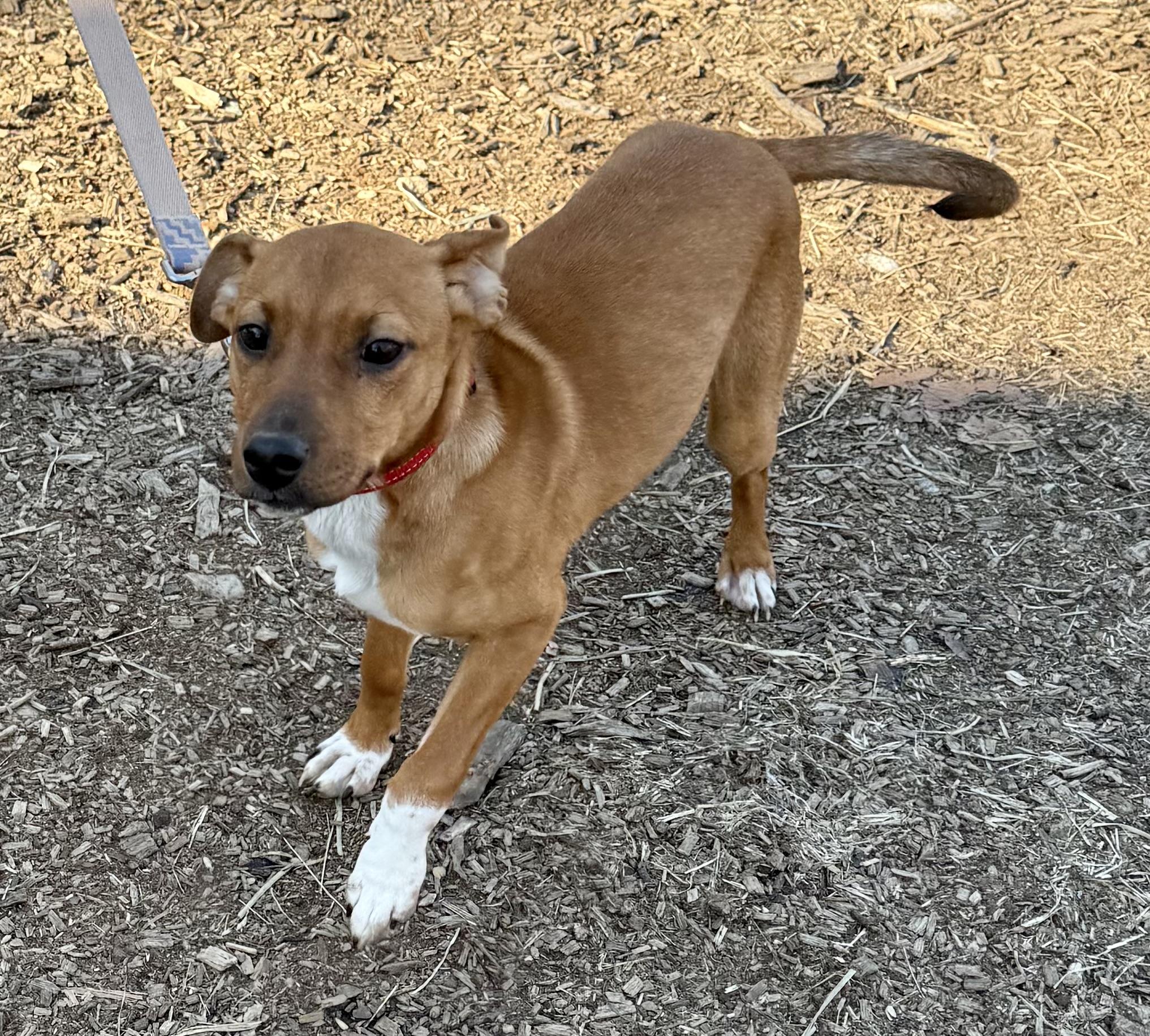 Enlarge Sunny, a ADOPTABLE mixed breed in Wanaque, NJ image 4/4