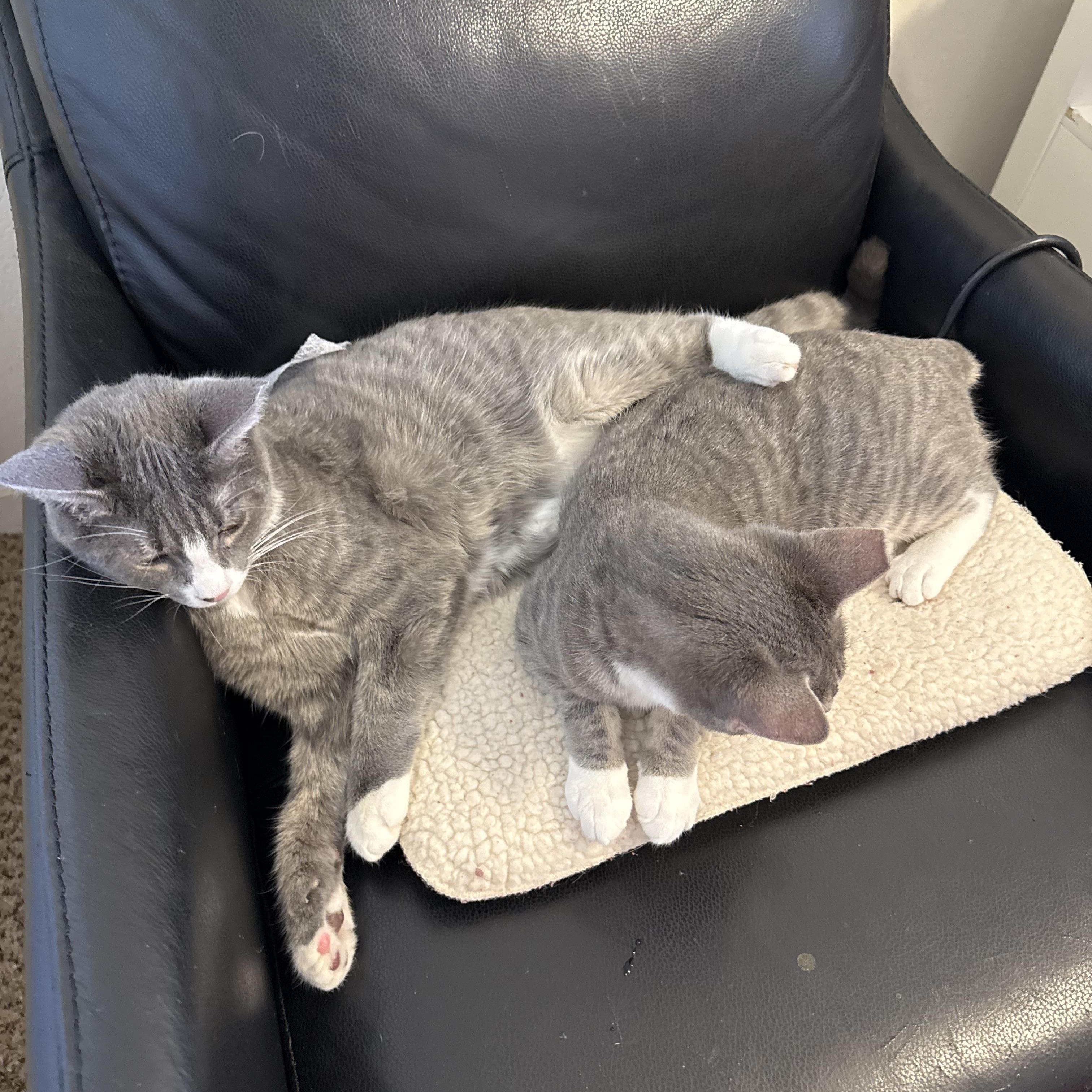 Enlarge Barry and Marley, a ADOPTABLE Domestic Short Hair in Charlotte, NC image 3/3