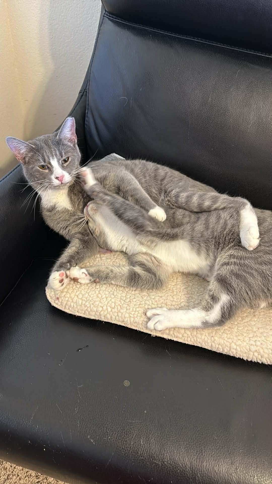 Enlarge Barry and Marley, a ADOPTABLE Domestic Short Hair in Charlotte, NC image 1/3