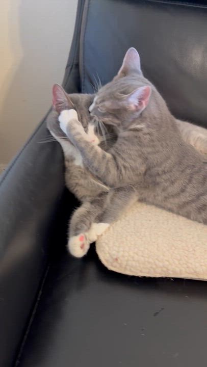 Enlarge Barry and Marley, a ADOPTABLE Domestic Short Hair in Charlotte, NC video 2/3