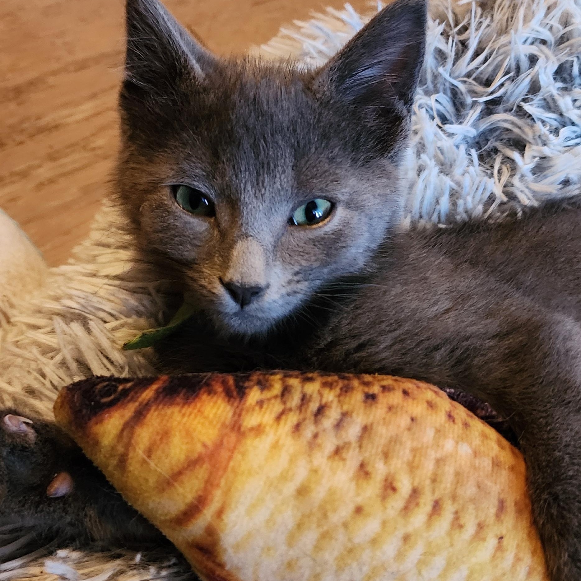 Smokie — thumbnail 3