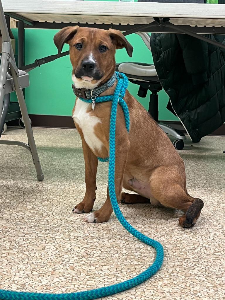 Enlarge Buddy, a Adoptable mixed breed in Utica, MI image 1/2