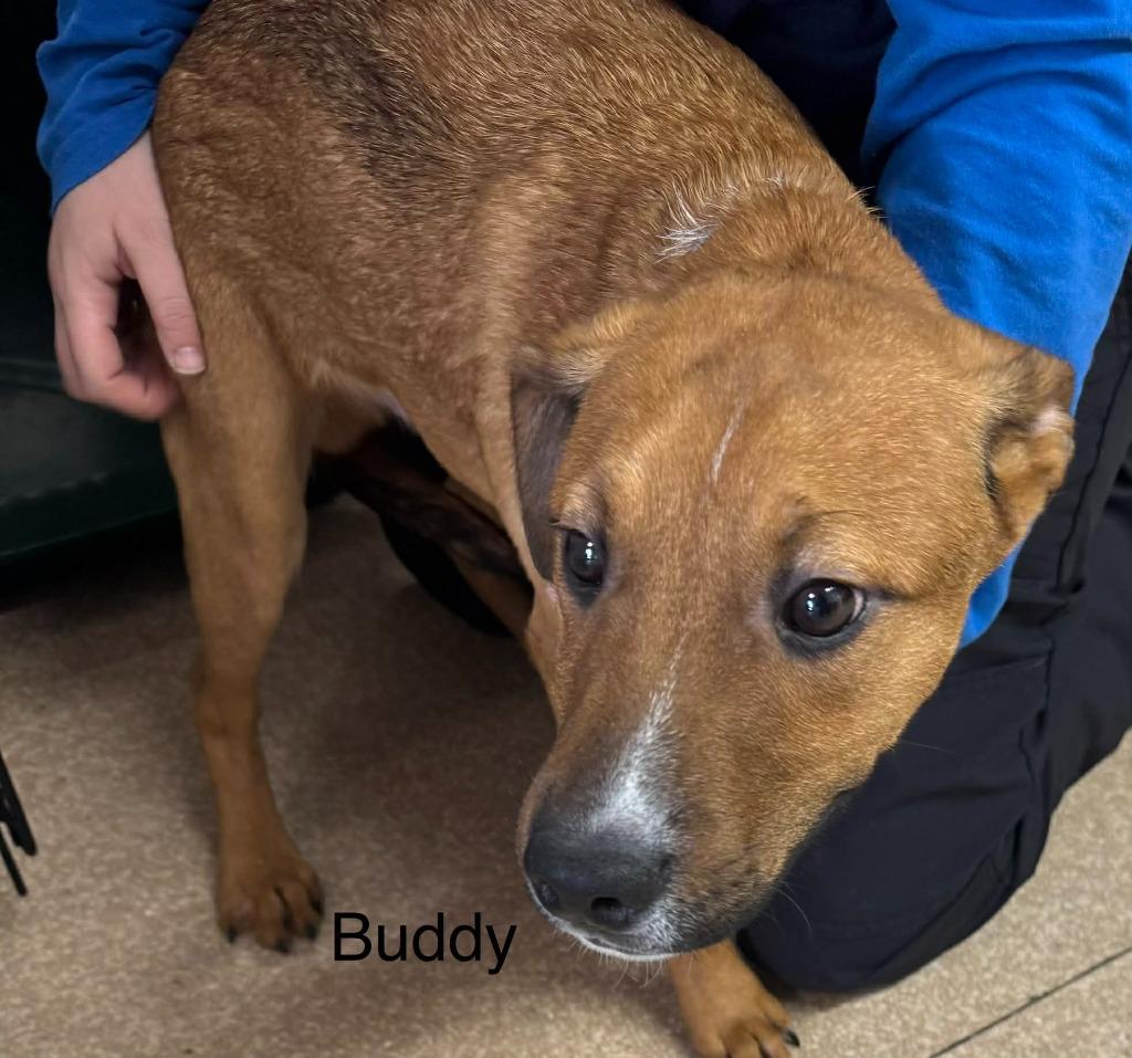 Enlarge Buddy, a Adoptable mixed breed in Utica, MI image 2/2