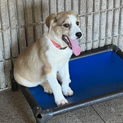 Cartman, Adoptable, Young Male Mixed Breed.