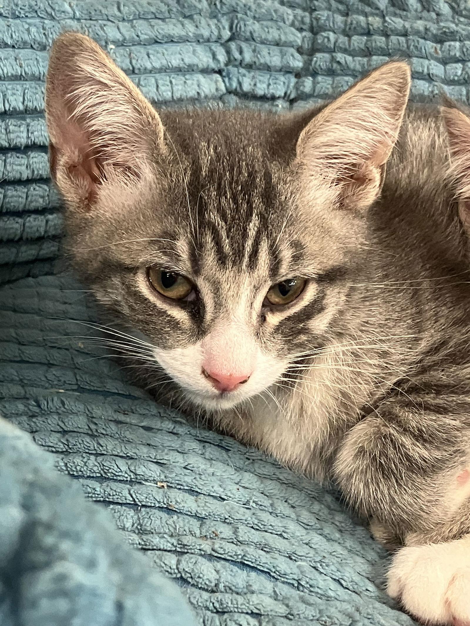 LADY LOU, Adopted, Kitten Female Domestic Short Hair.