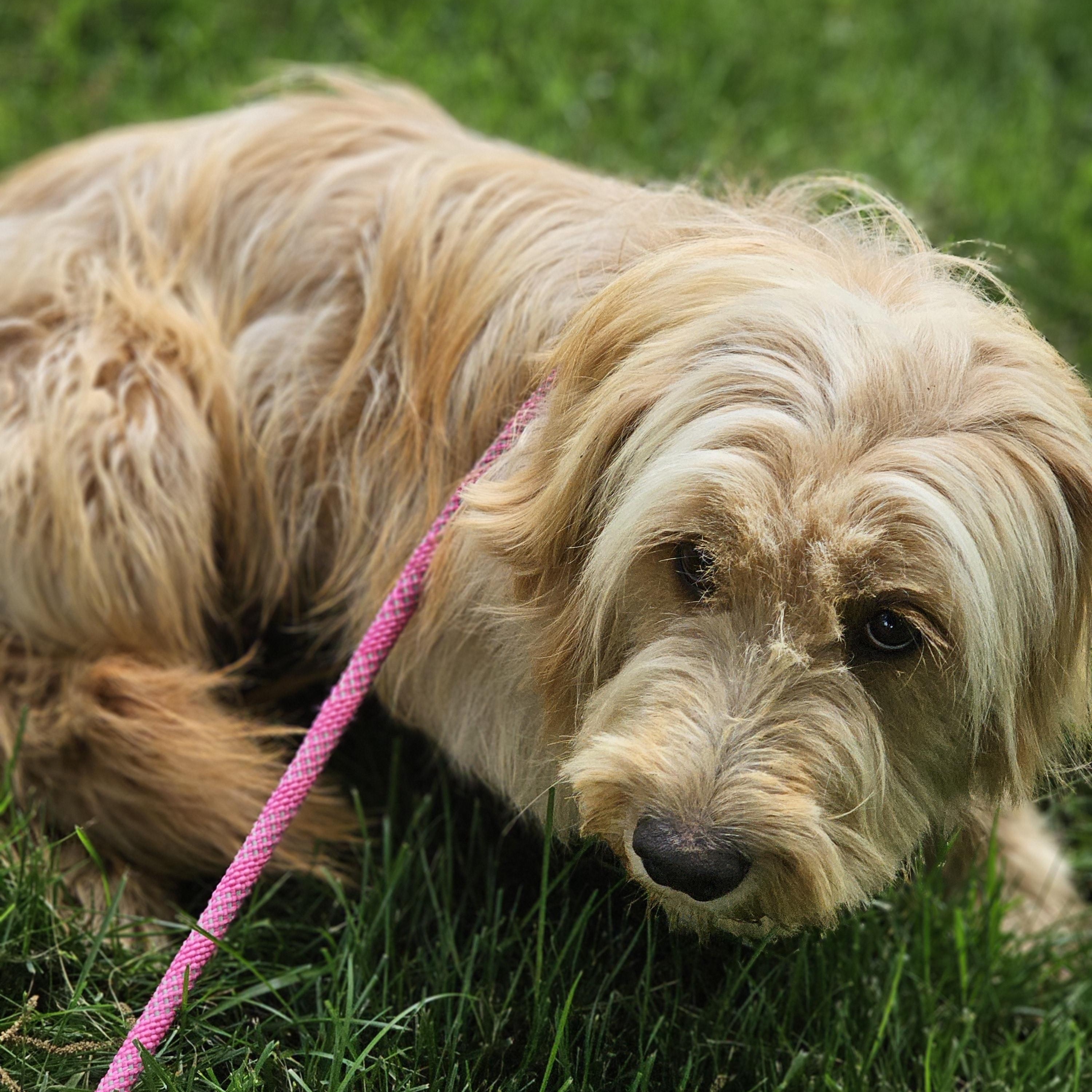 Shagalicious so il, a Adoptable Goldendoodle in MURPHYSBORO , IL image 5/6