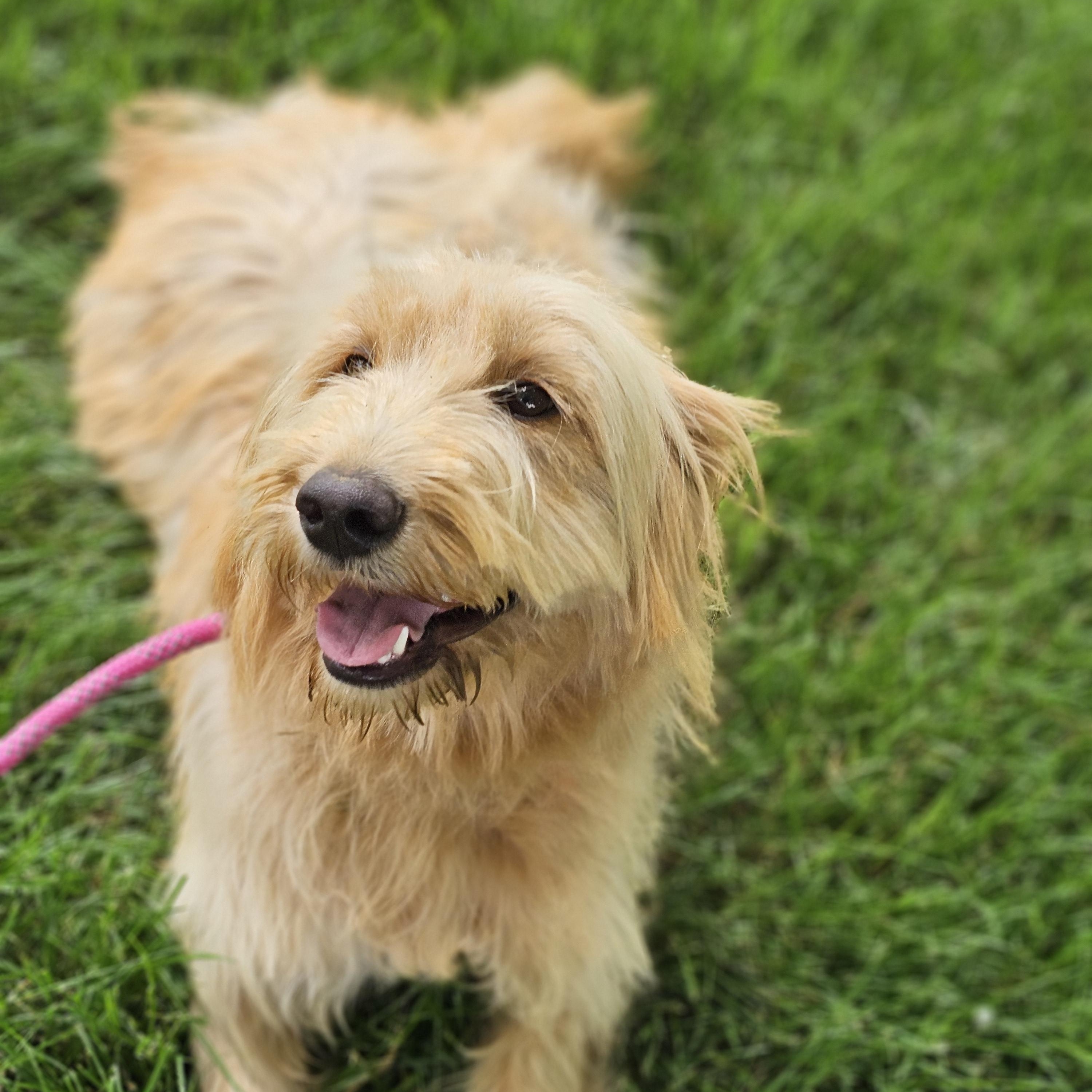 Shagalicious so il, Adoptable, Young Female Goldendoodle.