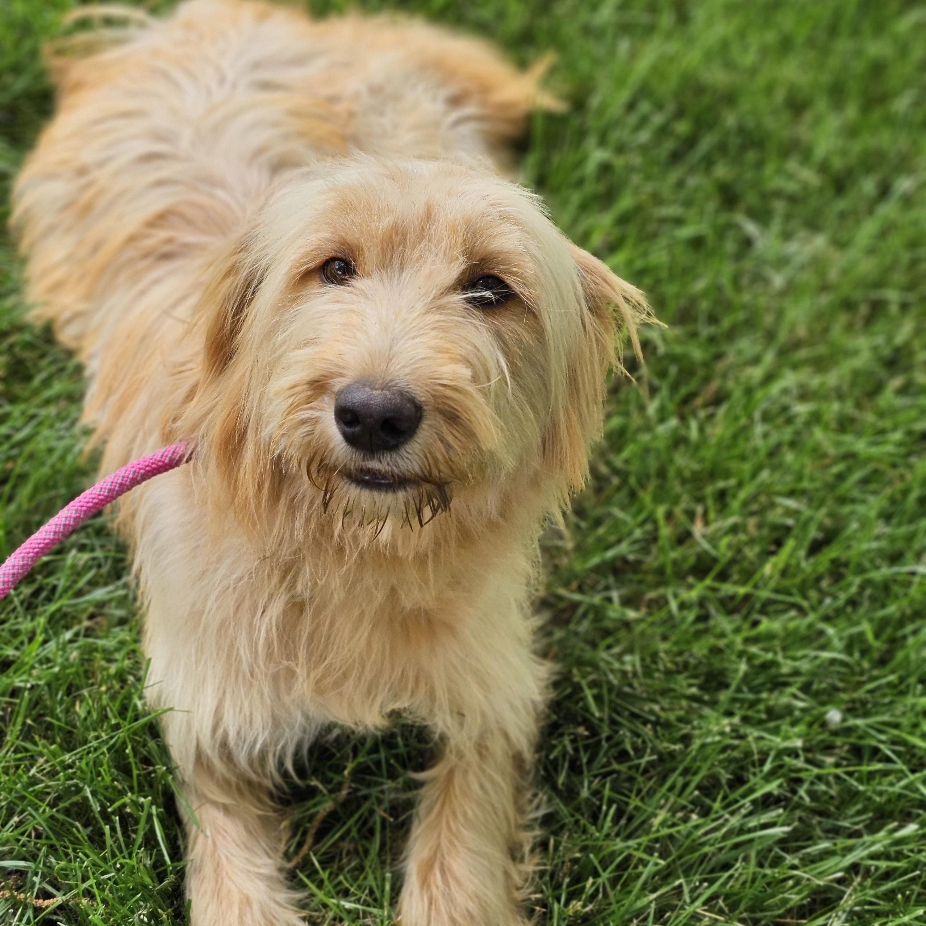 Shagalicious so il, a Adoptable Goldendoodle in MURPHYSBORO , IL image 2/6