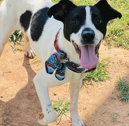 Corbin $25, Adoptable, Young Male Australian Cattle Dog / Blue Heeler & Mixed Breed.