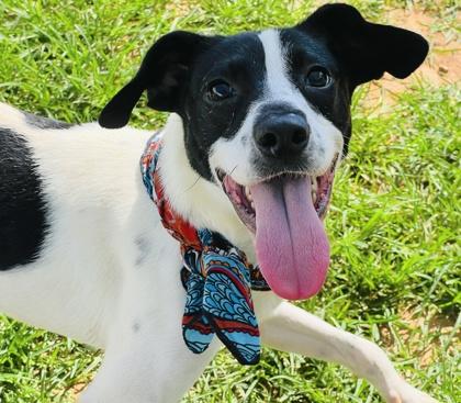 Corbin $25, a Adoptable mixed breed in Seneca, SC image 2/3