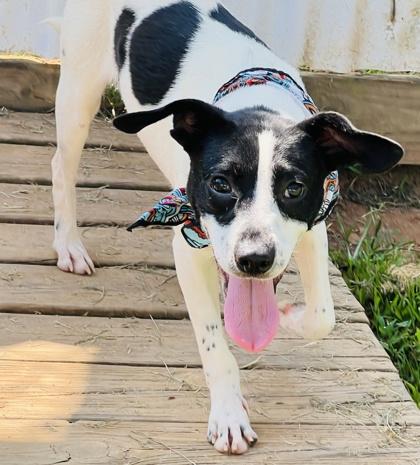 Corbin $25, a Adoptable mixed breed in Seneca, SC image 3/3