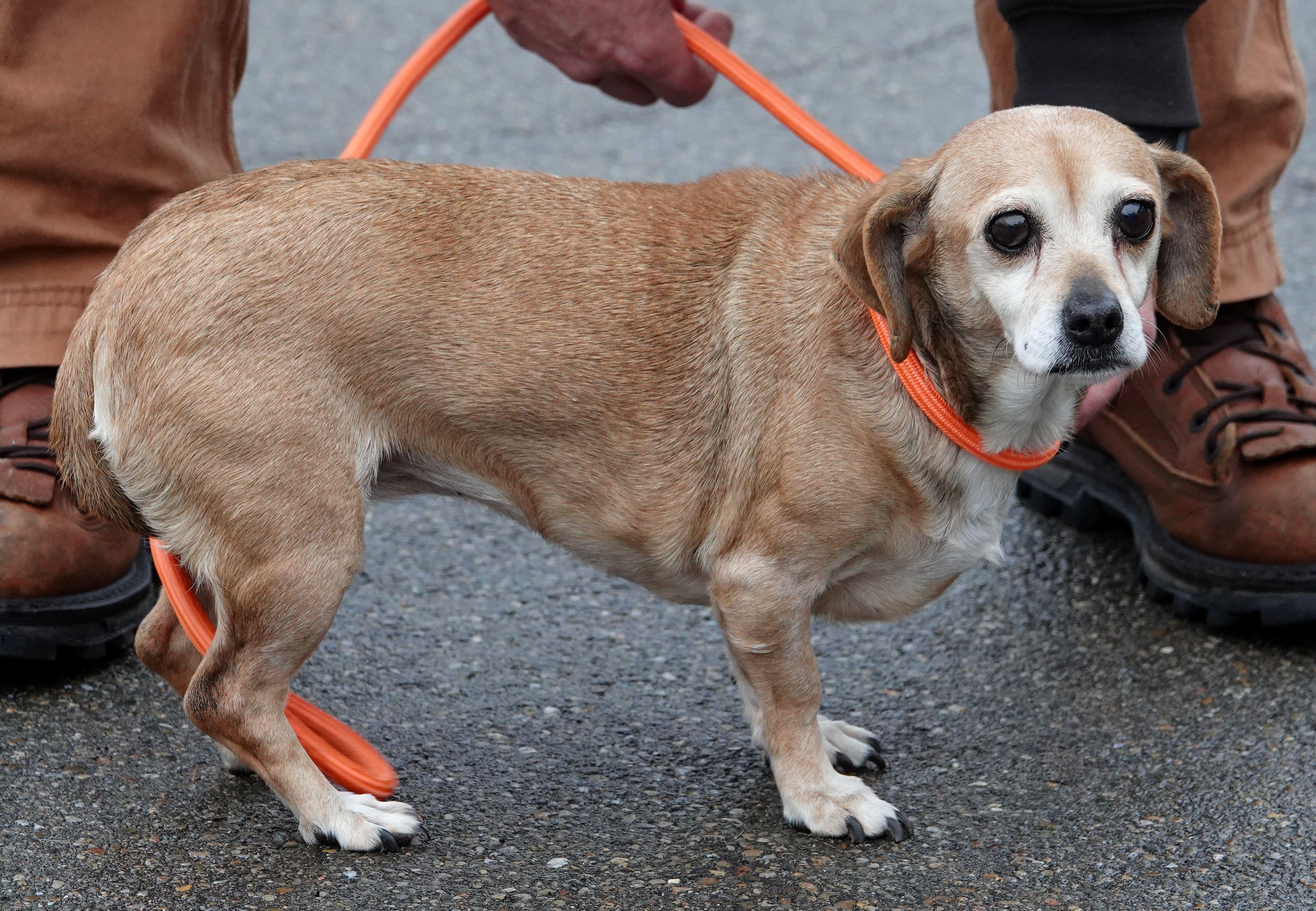 Enlarge Brownie - RESCUED, an adopted mixed breed in Millfield, OH image 3/3