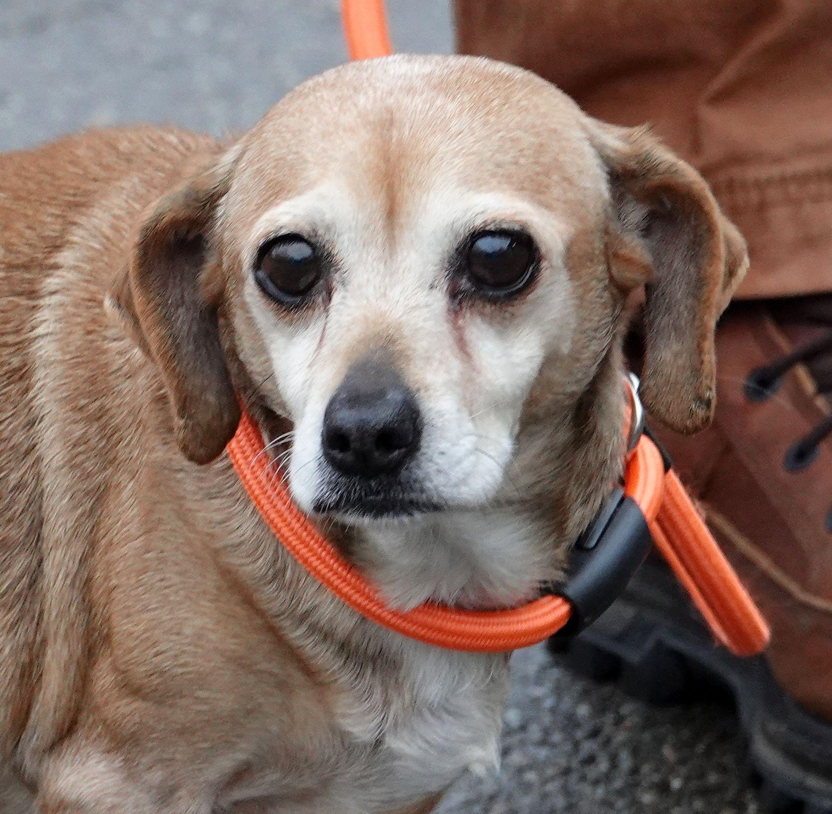 Enlarge Brownie - RESCUED, an adopted mixed breed in Millfield, OH image 1/3