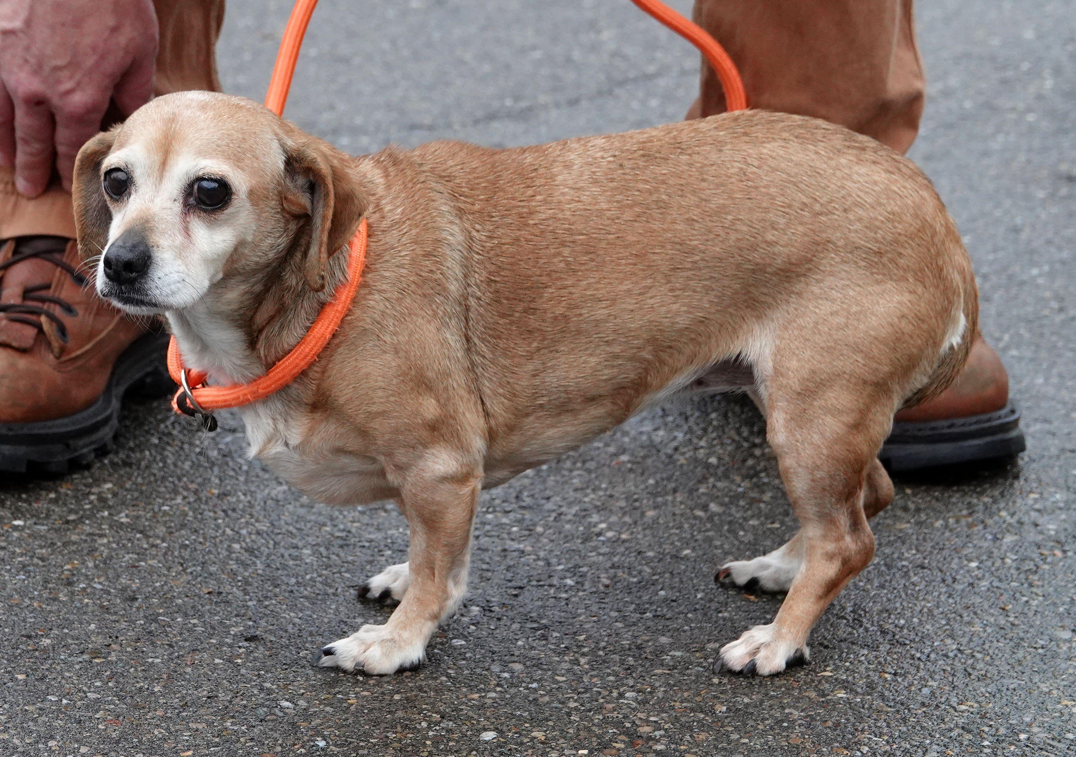Enlarge Brownie - RESCUED, an adopted mixed breed in Millfield, OH image 2/3