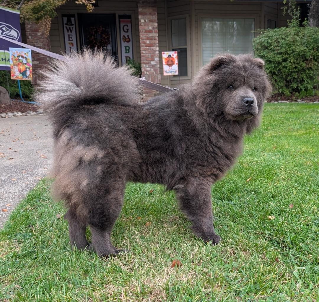 Enlarge Misha, a ADOPTABLE Chow Chow in Sacramento, CA image 4/6
