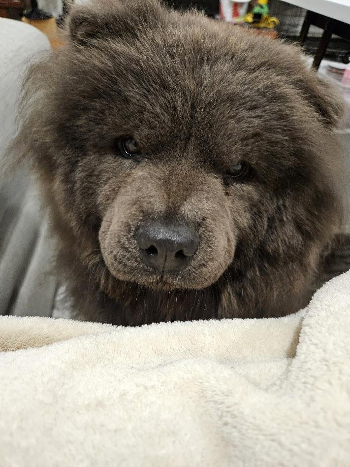 Enlarge Misha, a ADOPTABLE Chow Chow in Sacramento, CA image 6/6