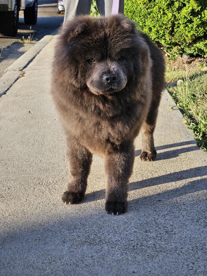Misha, ADOPTABLE, Young Female Chow Chow.