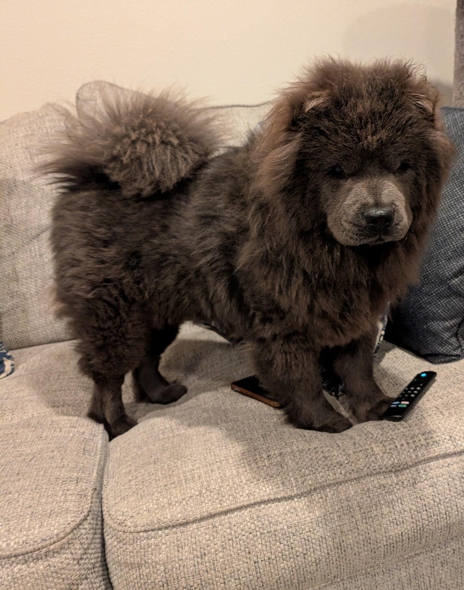 Enlarge Misha, a ADOPTABLE Chow Chow in Sacramento, CA image 5/6