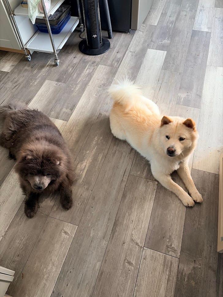 Enlarge Misha, a ADOPTABLE Chow Chow in Sacramento, CA image 3/6
