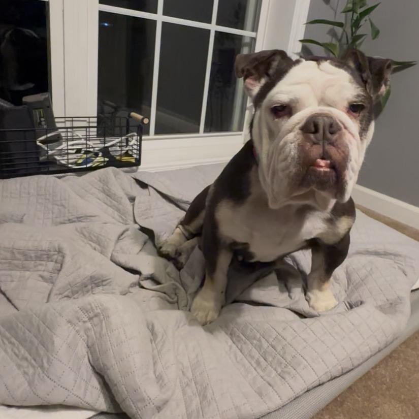 Coco Chanel, ADOPTABLE, Senior • Female, English Bulldog.