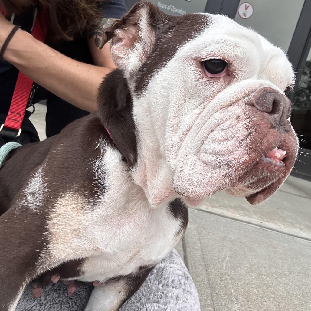 Enlarge Coco Chanel, a Adoptable English Bulldog in Saratoga Springs, NY image 2/6