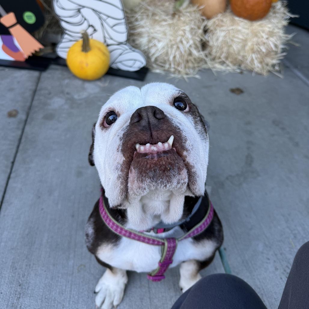 Enlarge Coco Chanel, a Adoptable English Bulldog in Saratoga Springs, NY image 3/6