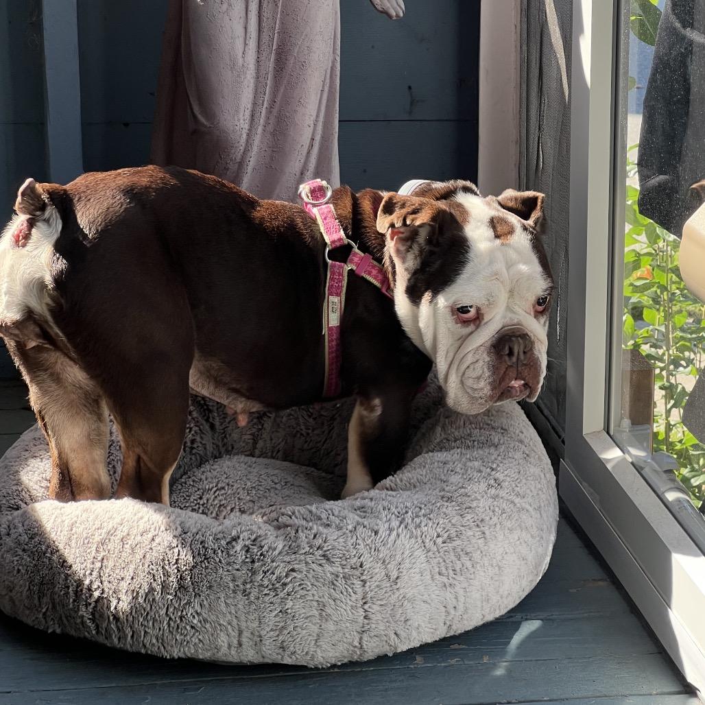 Enlarge Coco Chanel, a Adoptable English Bulldog in Saratoga Springs, NY image 4/6