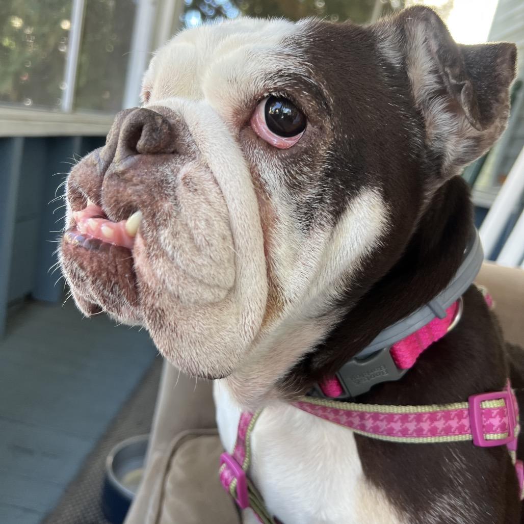 Enlarge Coco Chanel, a Adoptable English Bulldog in Saratoga Springs, NY image 5/6