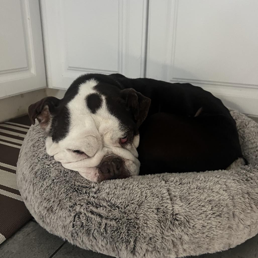 Enlarge Coco Chanel, a Adoptable English Bulldog in Saratoga Springs, NY image 6/6