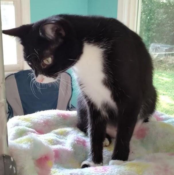 Laila, ADOPTABLE, Young Female Domestic Short Hair.