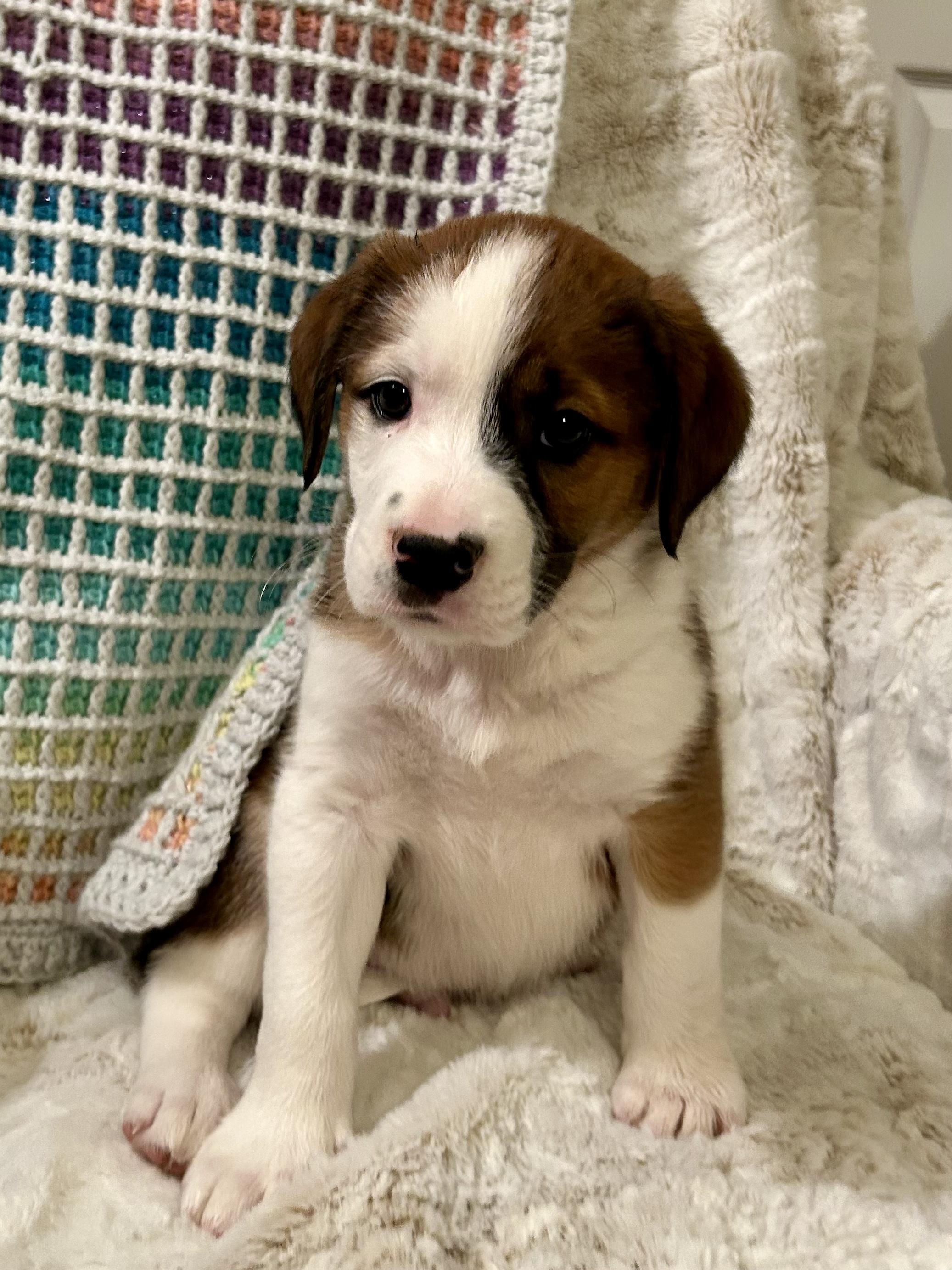 Hoss, adopted, Puppy Male Cattle Dog.