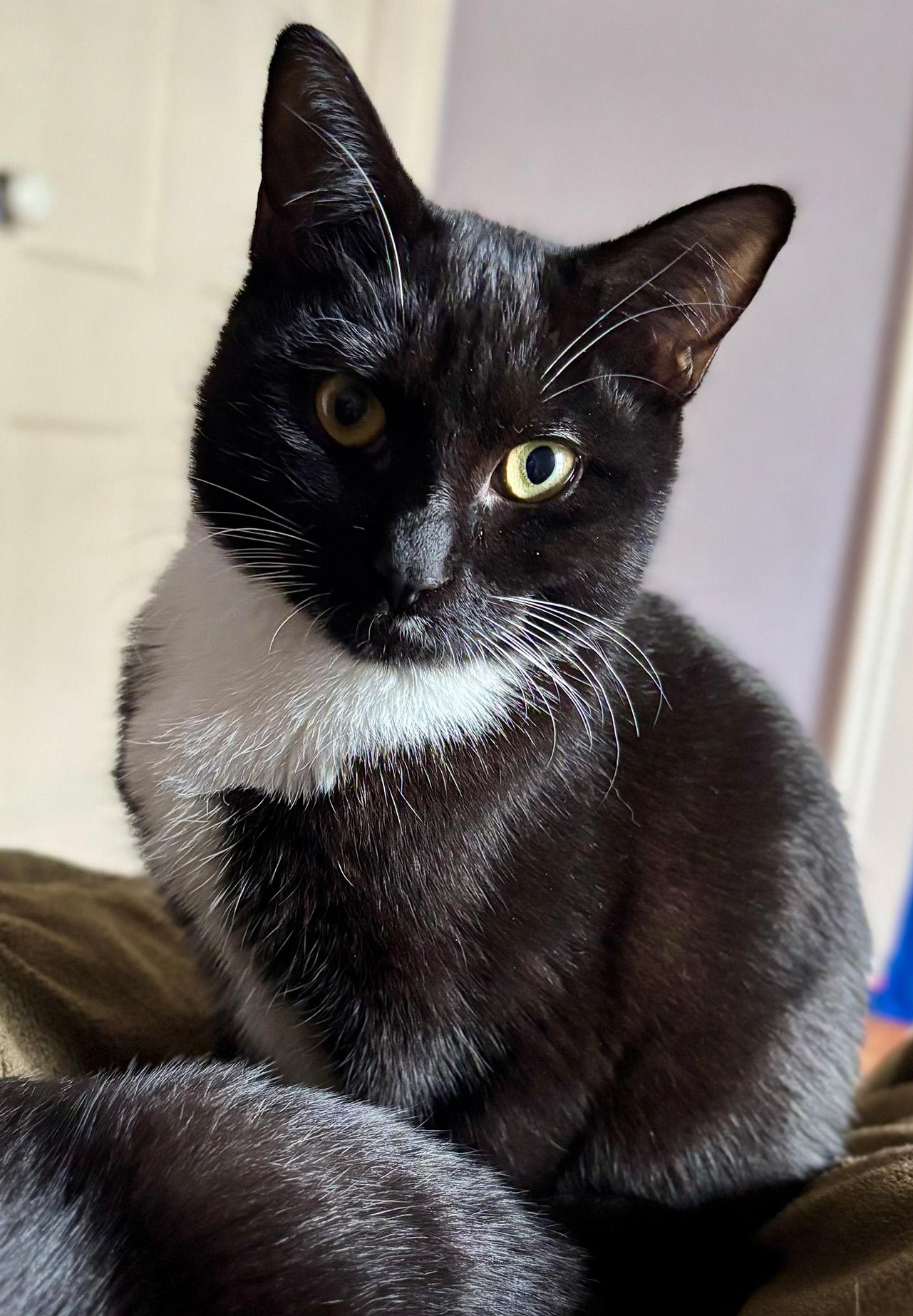 Magpie Perch, an adopted Domestic Short Hair in Fair Haven, VT image 1/6