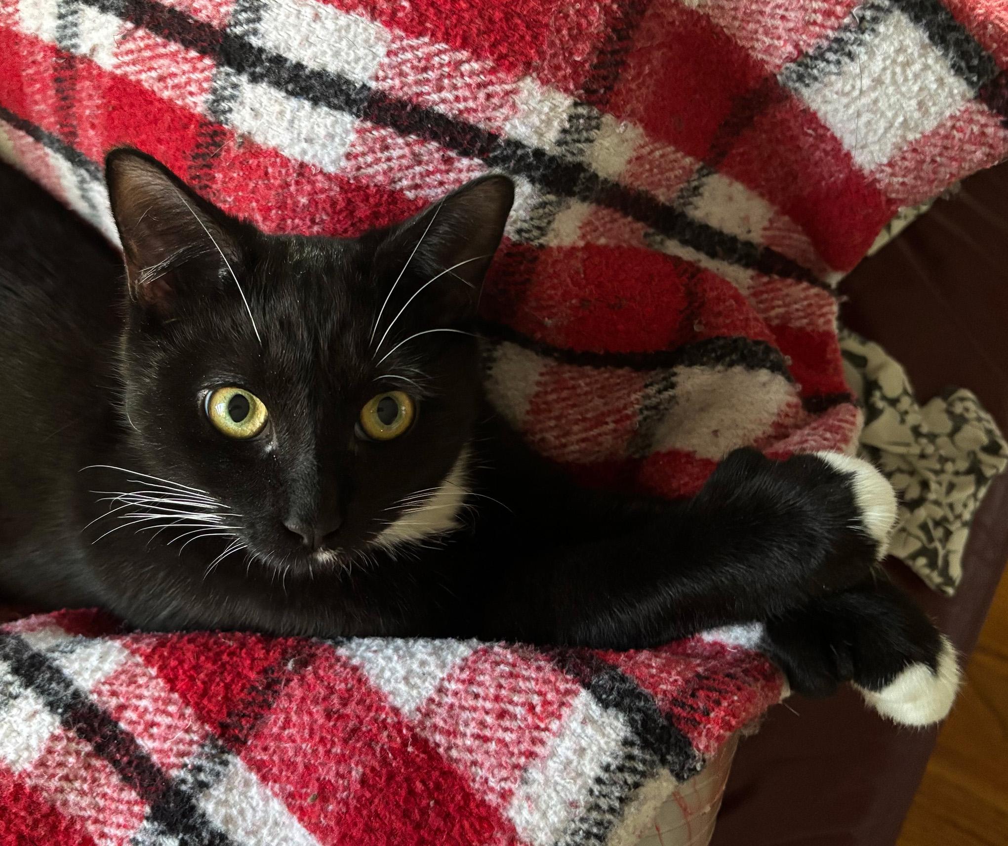 Magpie Perch, an adopted Domestic Short Hair in Fair Haven, VT image 2/6