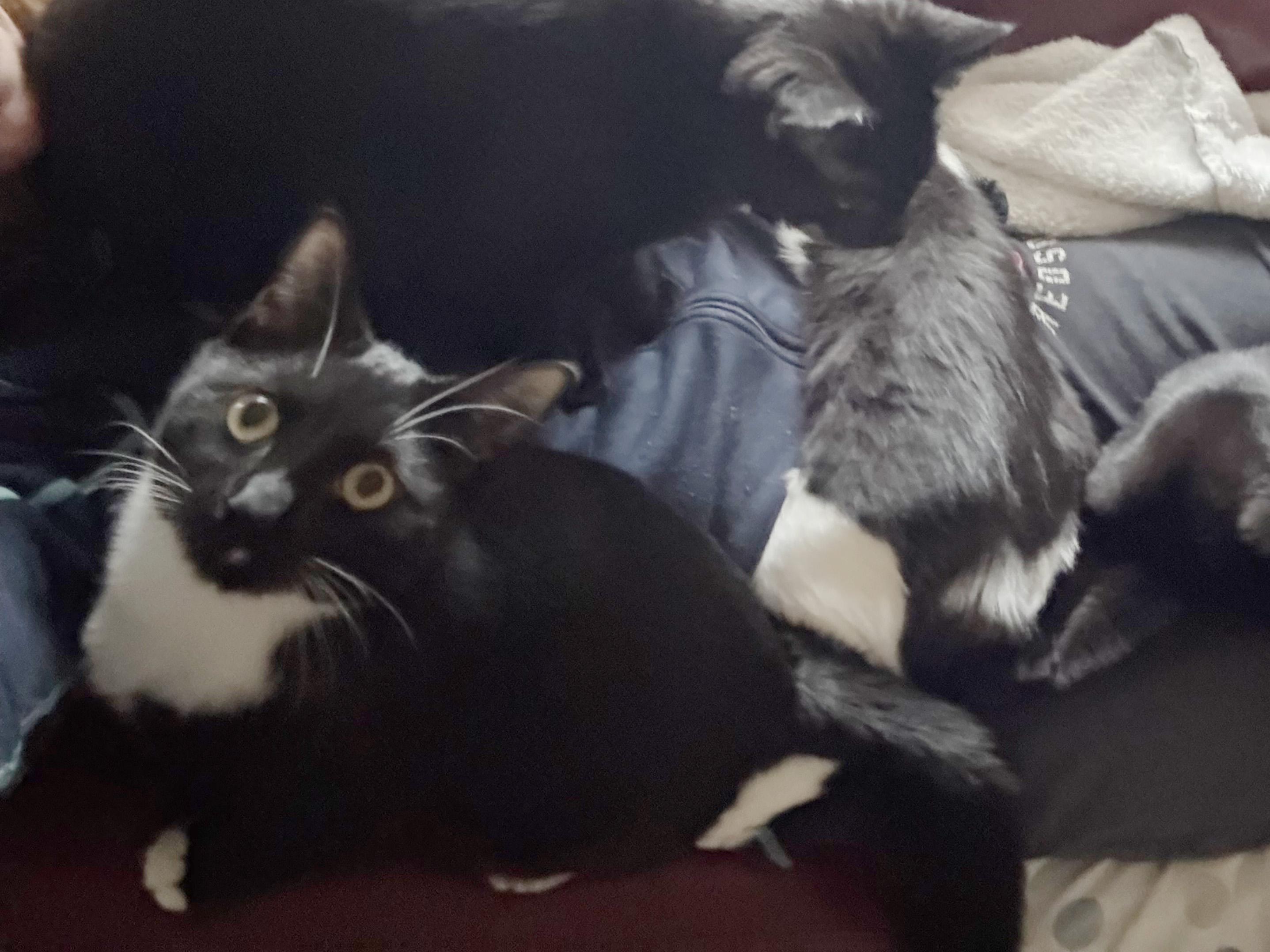 Magpie Perch, an adopted Domestic Short Hair in Fair Haven, VT image 4/6