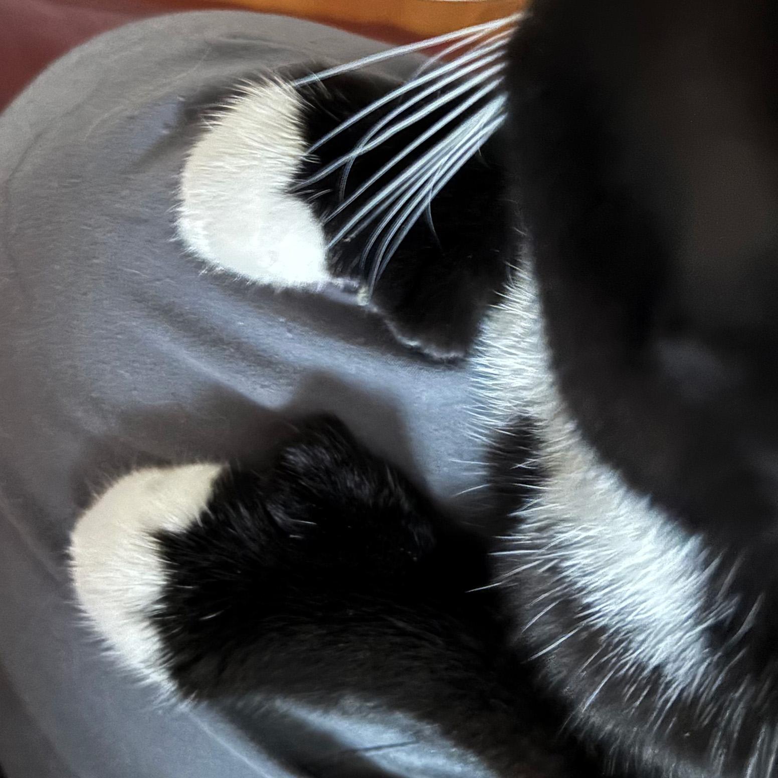 Magpie Perch, an adopted Domestic Short Hair in Fair Haven, VT image 5/6