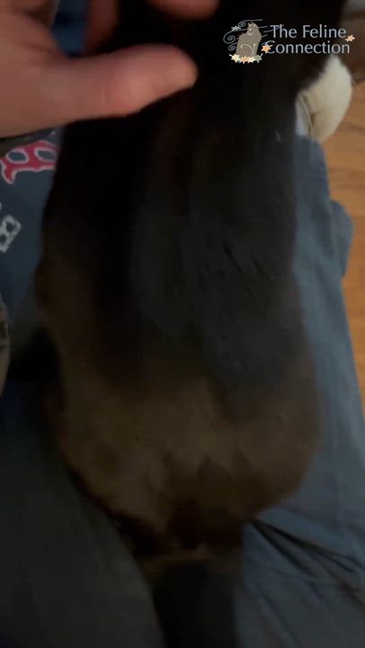 Enlarge Magpie Perch, an adopted Domestic Short Hair in Fair Haven, VT video 6/6