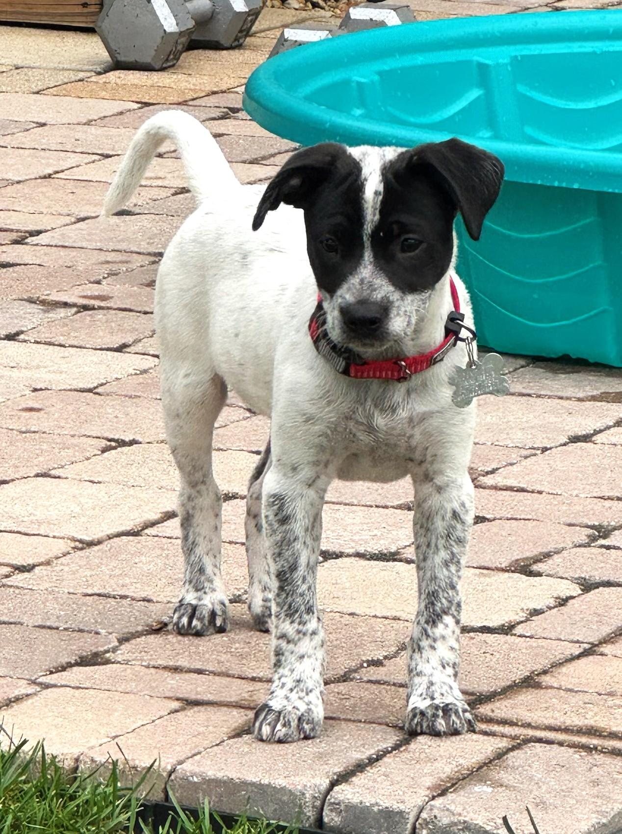 Snoopy, an adoptable mixed breed in Palatine, IL image 4/6