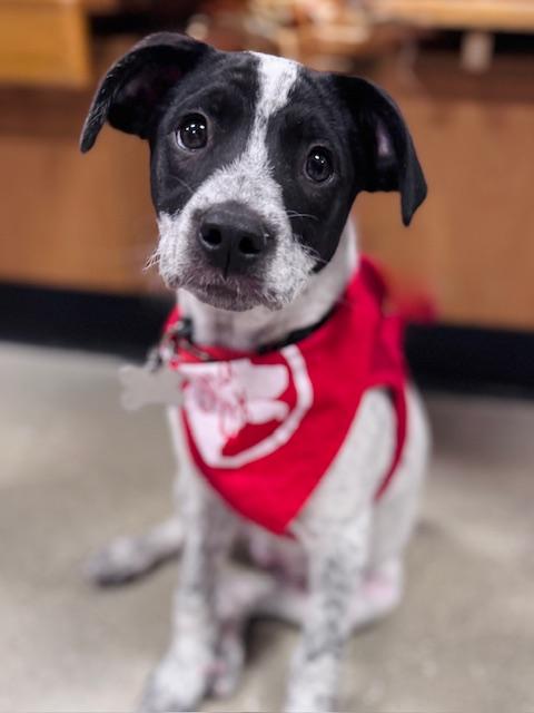 Snoopy, an adoptable mixed breed in Palatine, IL image 2/6