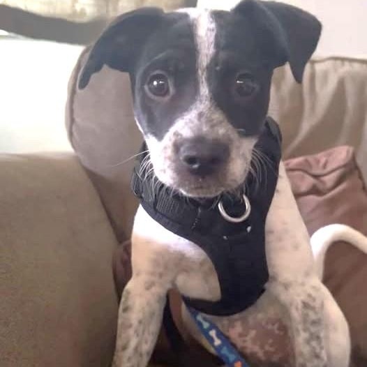 Snoopy, an adoptable mixed breed in Palatine, IL image 3/6