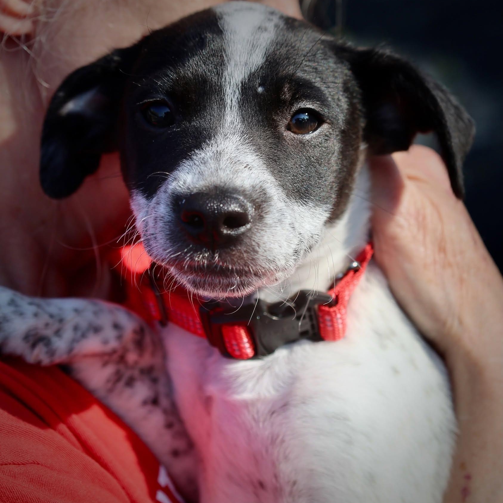 Snoopy, an adoptable mixed breed in Palatine, IL image 6/6