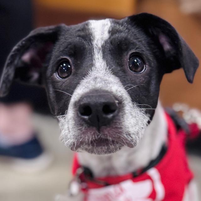 Snoopy, an adoptable mixed breed in Palatine, IL image 1/6