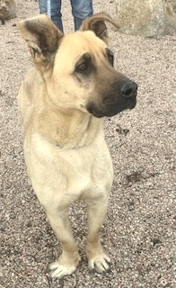 Enlarge Shnuggles, a Adoptable mixed breed in San Luis, CO image 4/4