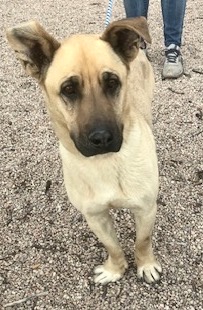 Enlarge Shnuggles, a Adoptable mixed breed in San Luis, CO image 2/4