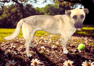 Shnuggles, Adoptable, Adult Male Corgi & German Shepherd Dog.