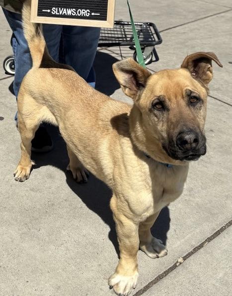 Enlarge Shnuggles, a Adoptable mixed breed in San Luis, CO image 1/4