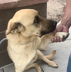 Enlarge Shnuggles, a Adoptable mixed breed in San Luis, CO image 3/4