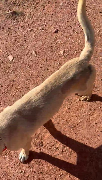 Enlarge Shnuggles, a Adoptable mixed breed in San Luis, CO video 2/5