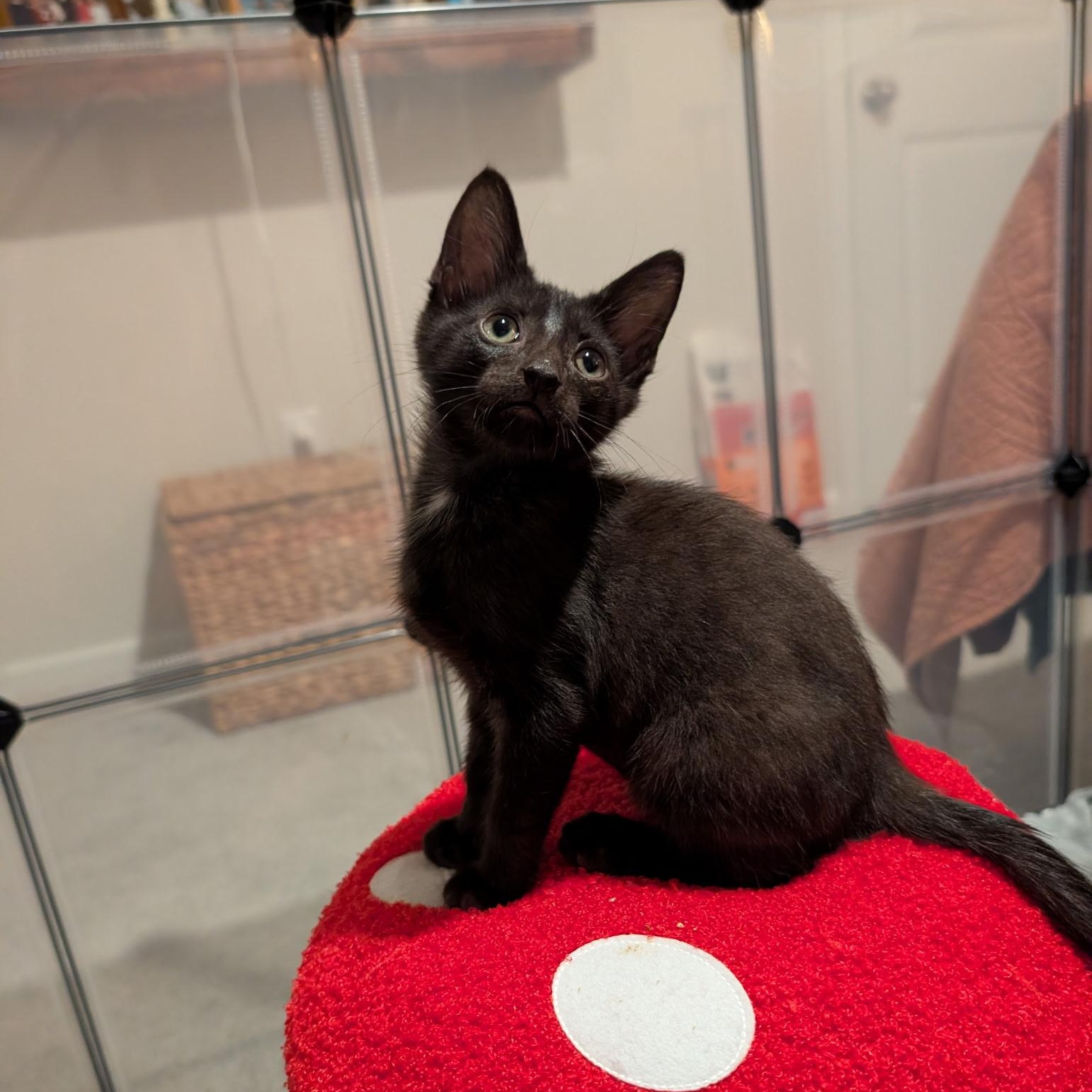 Chewy, a Adoptable Domestic Short Hair in Easley, SC image 2/2