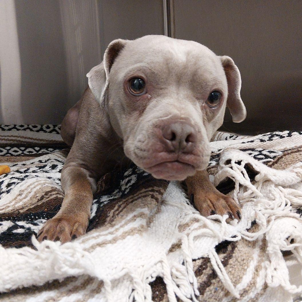 Enlarge Oden, a Adoptable mixed breed in Liberty, MO image 2/2